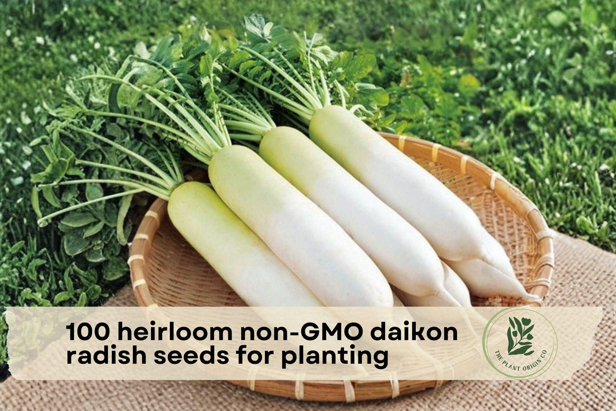 Heirloom Non-GMO Japanese Daikon Radish Seeds for Planting – Long White Root Vegetable, Raphanus sativus var. longipinnatus