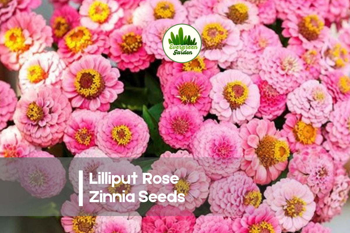 Lilliput Rose Zinnia Seeds, Compact Annual, Pink Blooms, Butterfly & Pollinator Friendly, Zinnia elegans, 100+ Seeds