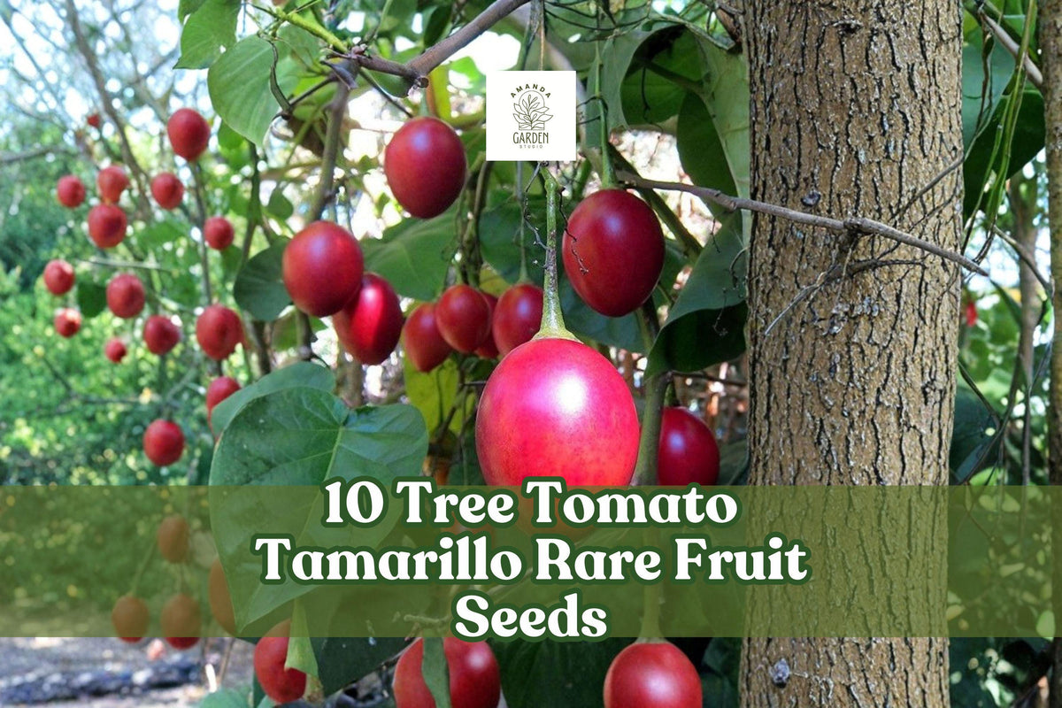 Tree Tomato Seeds – Cyphomandra betacea, Exotic Fruit Plant for Warm Climates, Container & Garden Growing