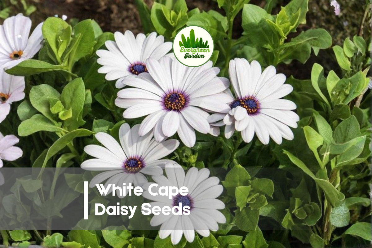 200+ White Cape Daisy Seeds - Osteospermum spp. Bright White Flowers for Borders, Pots & Summer Gardens