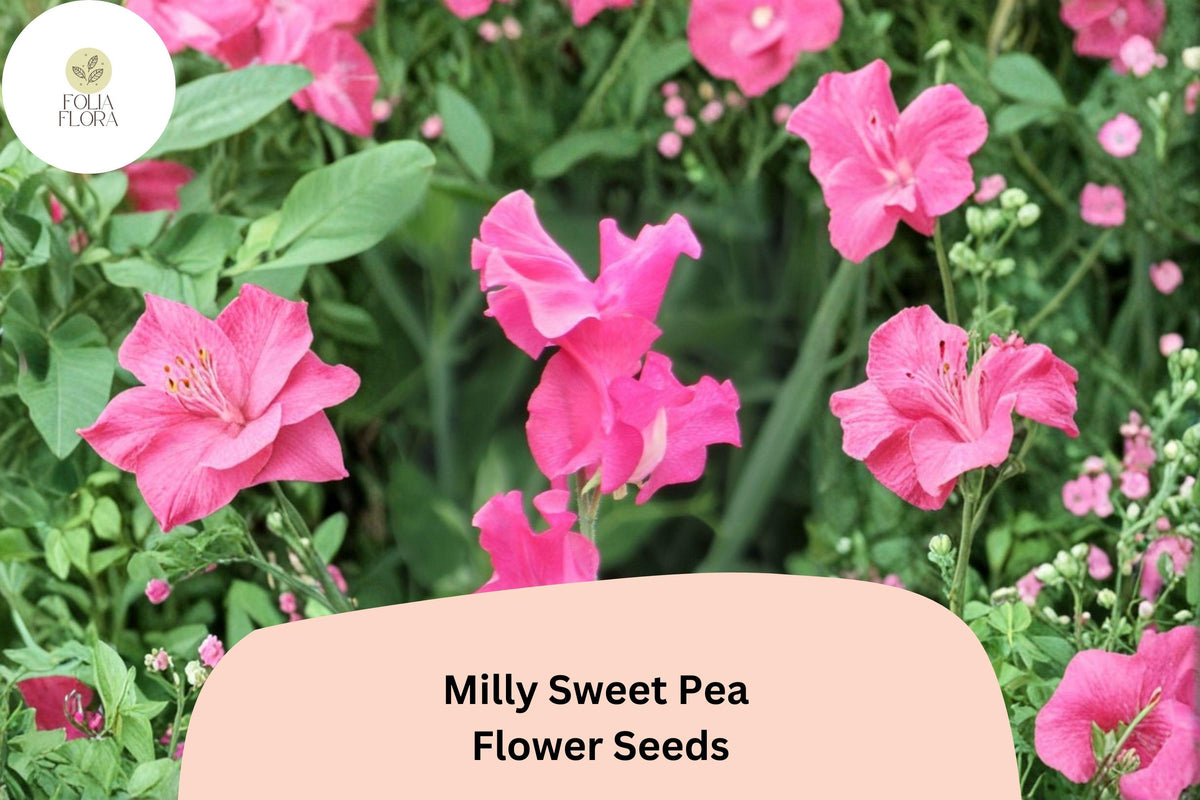Milly Sweet Pea Seeds | Lathyrus odoratus | Soft Pastel Flowers | Climbing Annual Vine for Garden, Trellis & Fences