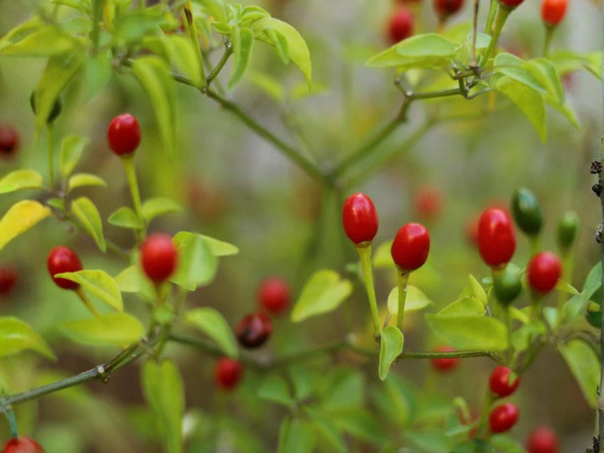 Chiltepin Pepper Seeds – Wild Heirloom Chili, Extra Hot, Small Round Berries, Capsicum annuum
