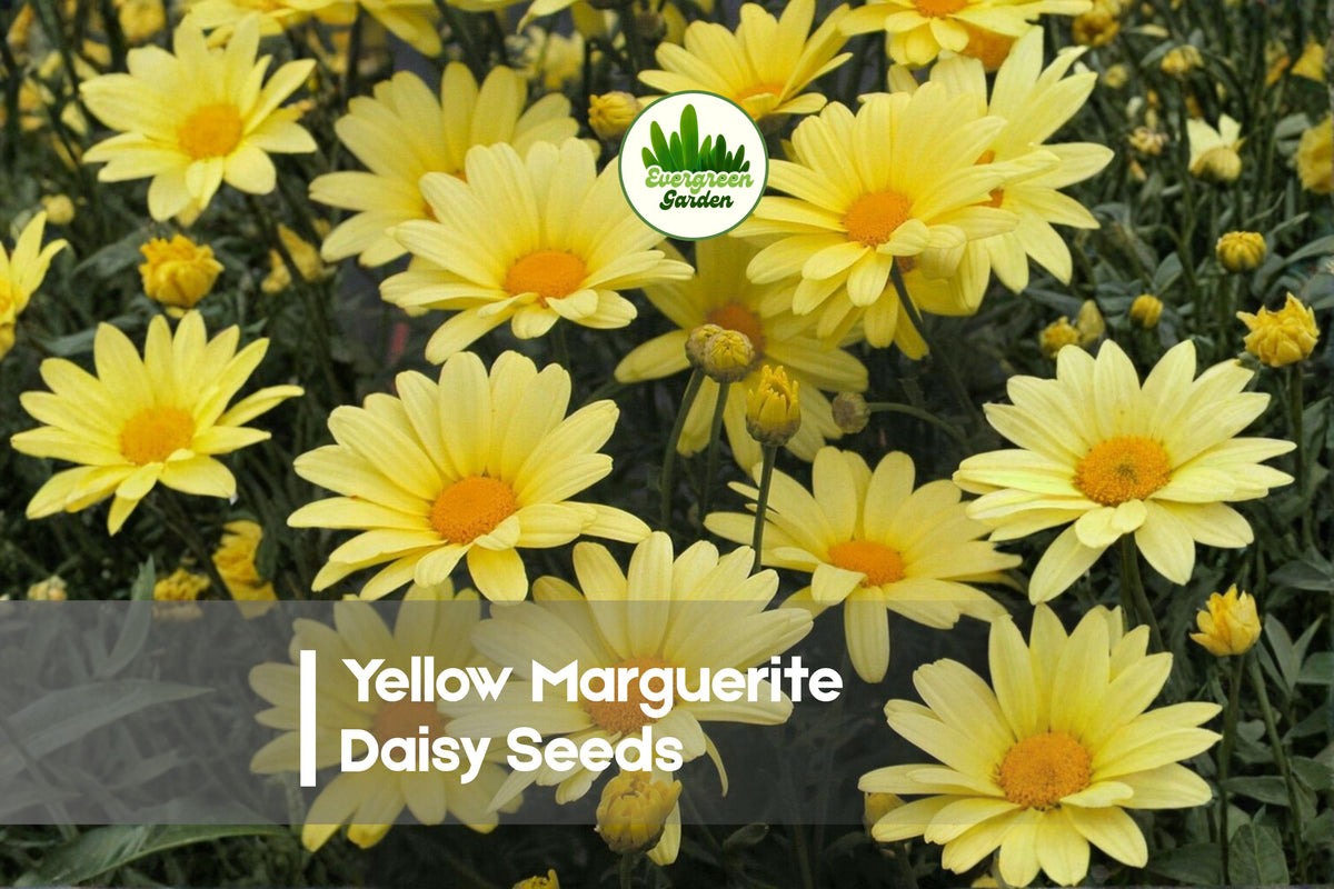 Yellow Marguerite Daisy Seeds, Argyranthemum frutescens, Bright Yellow Flowers, Perennial & Annual, Full Sun, 200+ Seeds