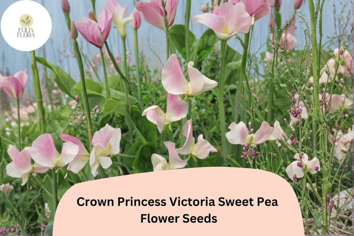 Crown Princess Victoria Sweet Pea Seeds | Soft Pink Climbing Vine | Lathyrus odoratus Garden Seeds (50+ Seeds)