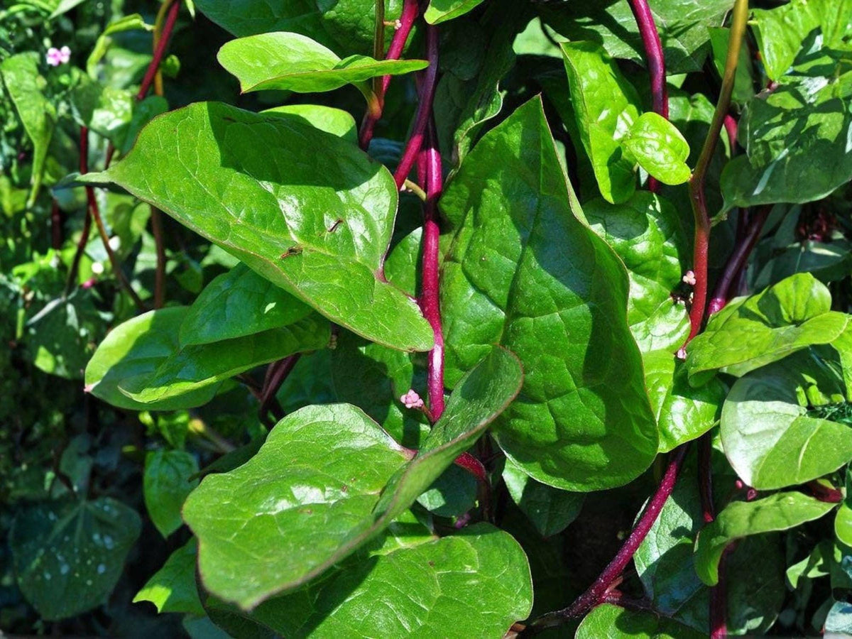 Malabar Spinach Red Stem Seeds, Heat-Tolerant Tropical Vegetable, Climbing Vine, Fast-Growing Green, Edible Leaves & Stems