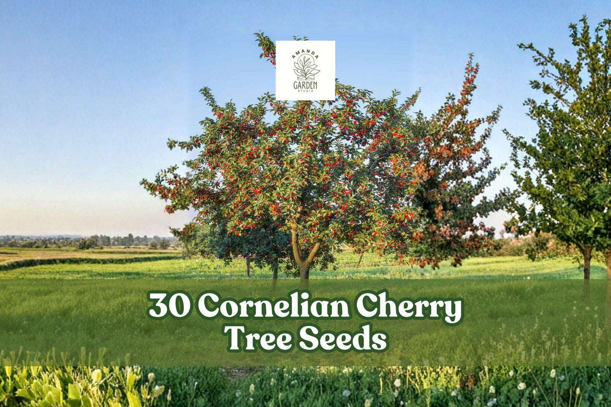 Cornelian Cherry Tree Seeds – Ornamental Deciduous Landscape Tree, Cornus mas, 30 Seeds