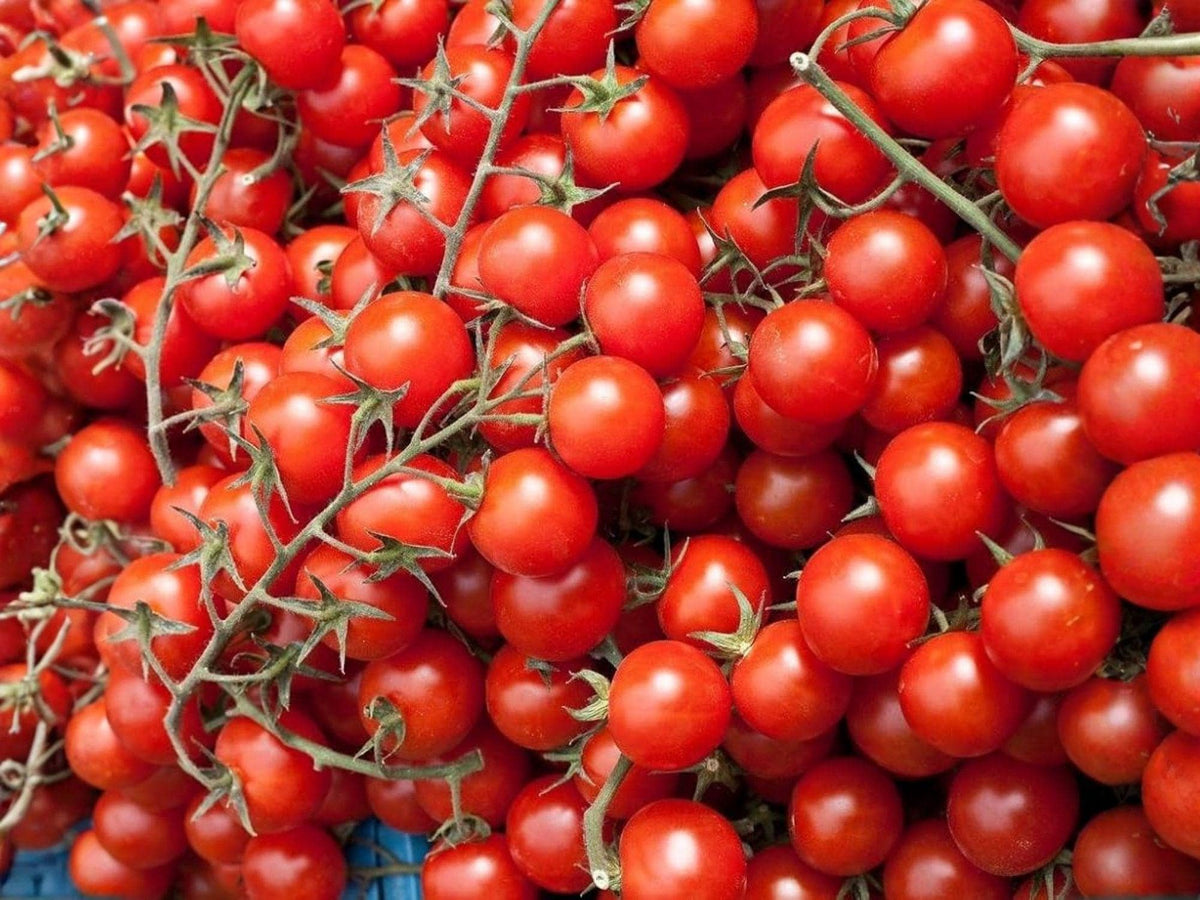 Heirloom Red Cherry Tomato Seeds – Sweet & Juicy, Indeterminate, 30 Seeds for Home Gardens, Containers, and Raised Beds