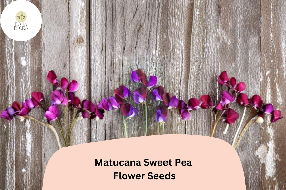 Matucana Sweet Pea Seeds | Lathyrus odoratus Bicolor Climbing Vine for Garden, Fences, Trellises (50+ Seeds)