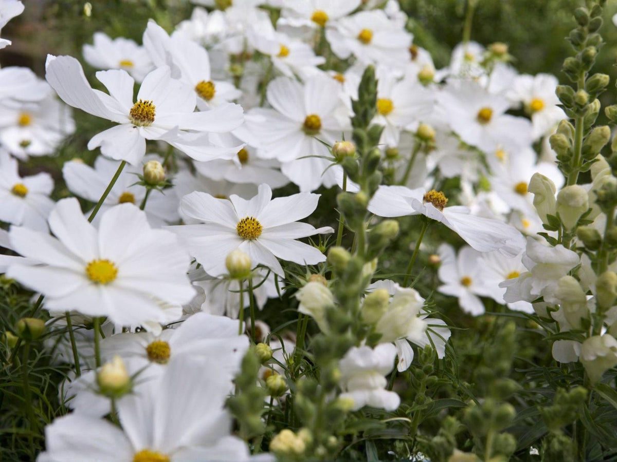 Cosmos Purity Seeds – White Cosmos Flower, Annual Garden Flower, Cosmos bipinnatus, 100 Seeds