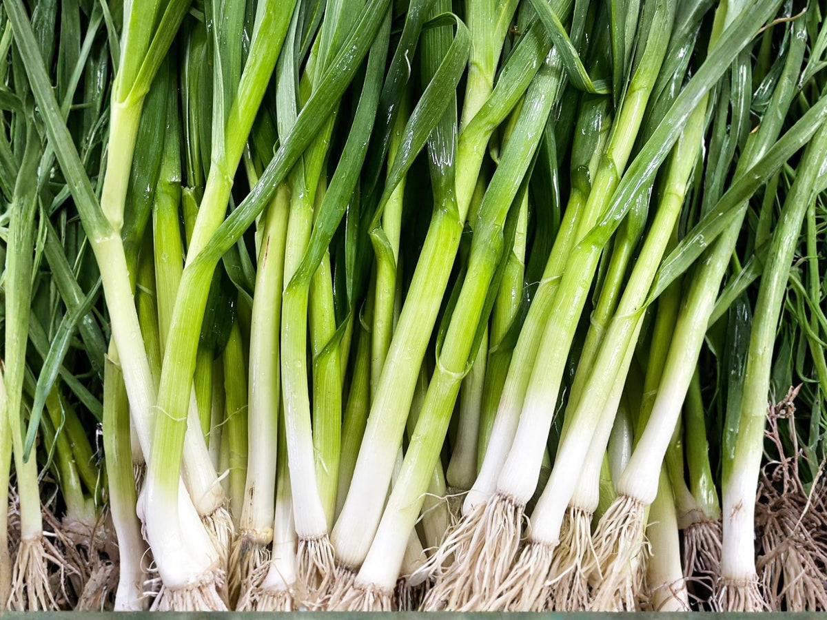 Evergreen Bunching Onion Seeds – Non-Bulbing Scallion, Cold Hardy, Green Onion, Allium fistulosum, 50 Seeds