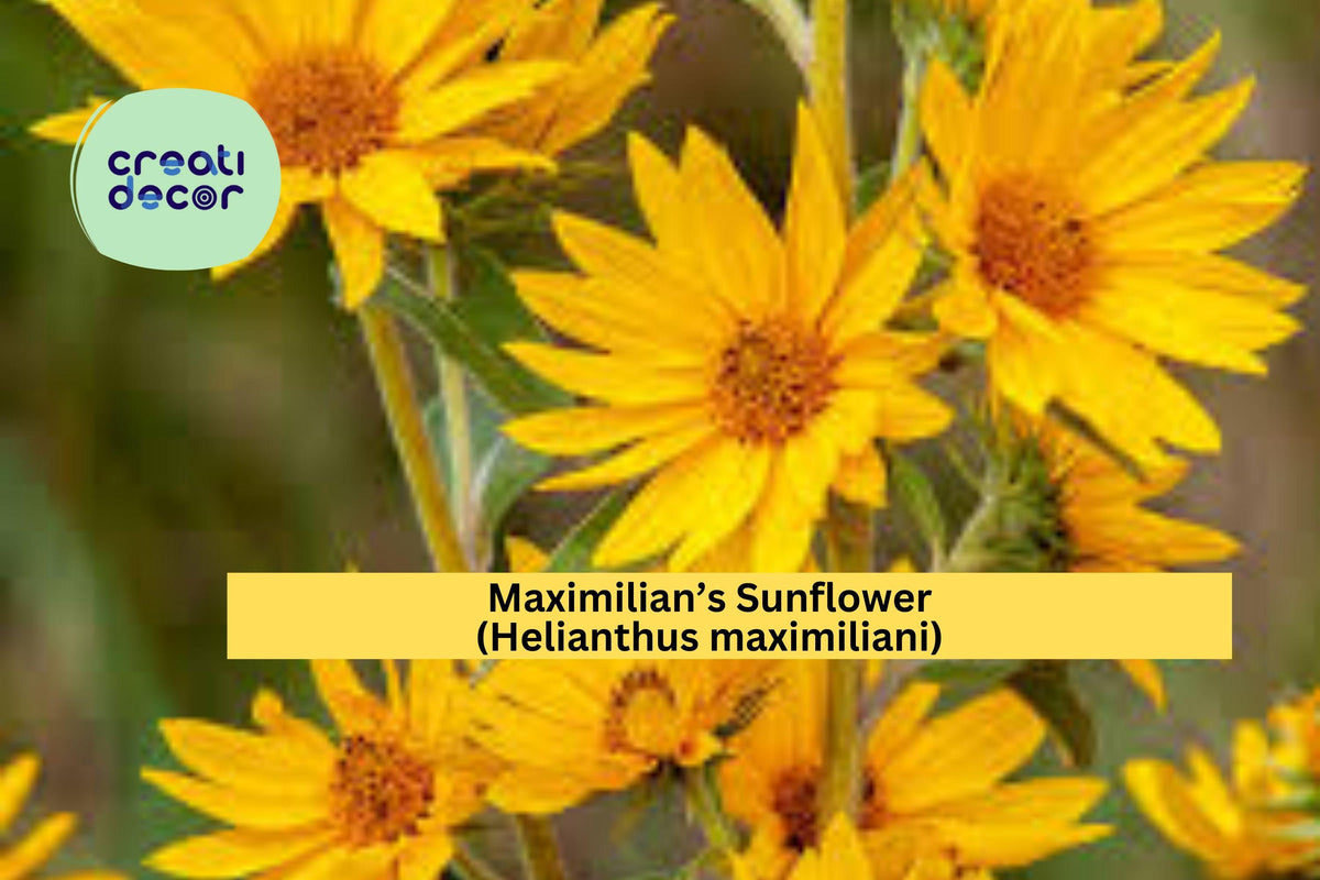 Maximilian’s Sunflower Seeds – Helianthus maximiliani – Native Perennial Wildflower for Prairie Gardens & Pollinator Support