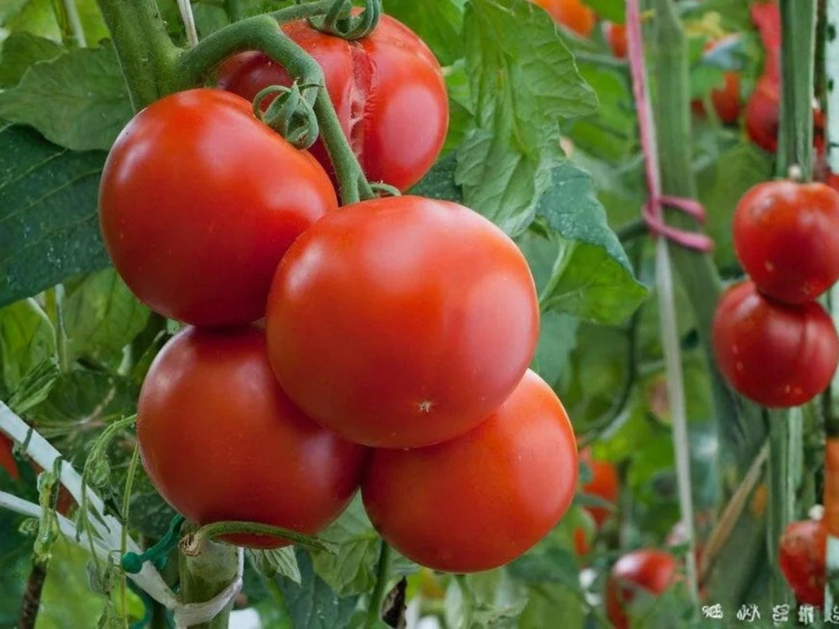 Ace 55 Tomato Seeds – Low Acid Slicing Heirloom Garden Vegetable – 30 Seeds