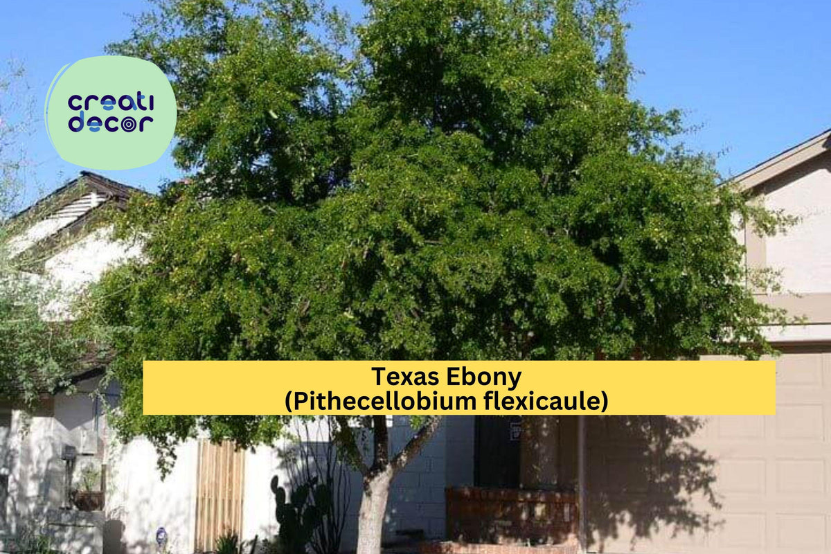 Texas Ebony Seeds – 10 Drought-Tolerant Evergreen Tree Seeds for Bonsai & Landscaping | Pithecellobium flexicaule