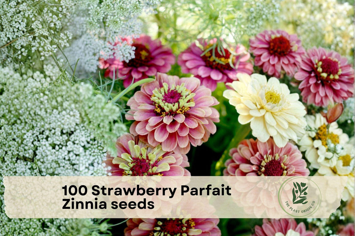100 Strawberry Parfait Zinnia Flower Seeds – Colorful Annual Garden Flowers, Zinnia elegans, Pink, Cream & Strawberry Tones