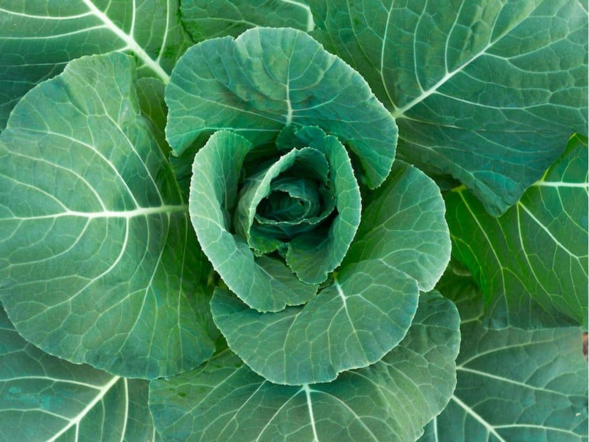 Champion Collard Greens Seeds – Heirloom, Non-GMO, Cold Hardy, Large Leaves, 500 Seeds
