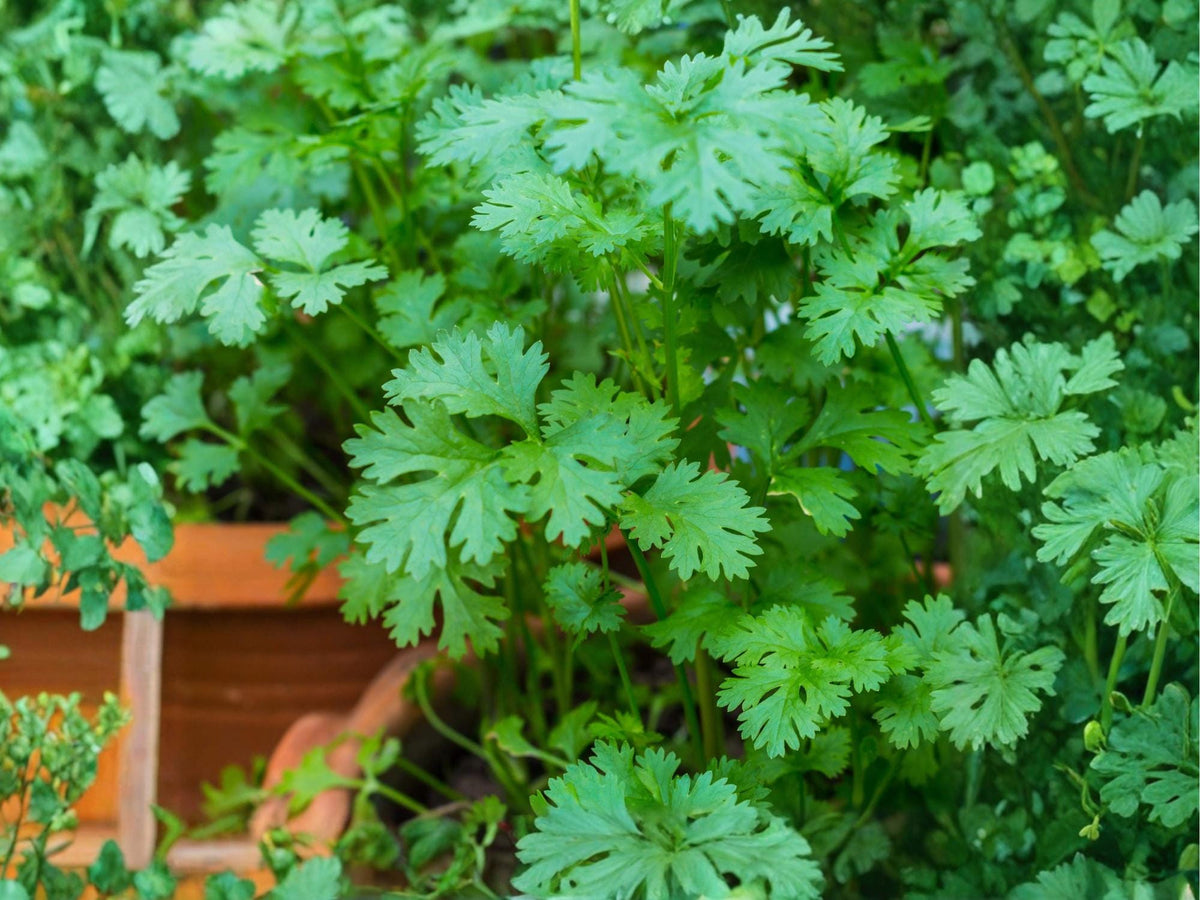 Cilantro Herb Seeds | Slow-Bolt Coriander ‘Leisure’ | Fresh Leaves & Seeds | 100 Seeds