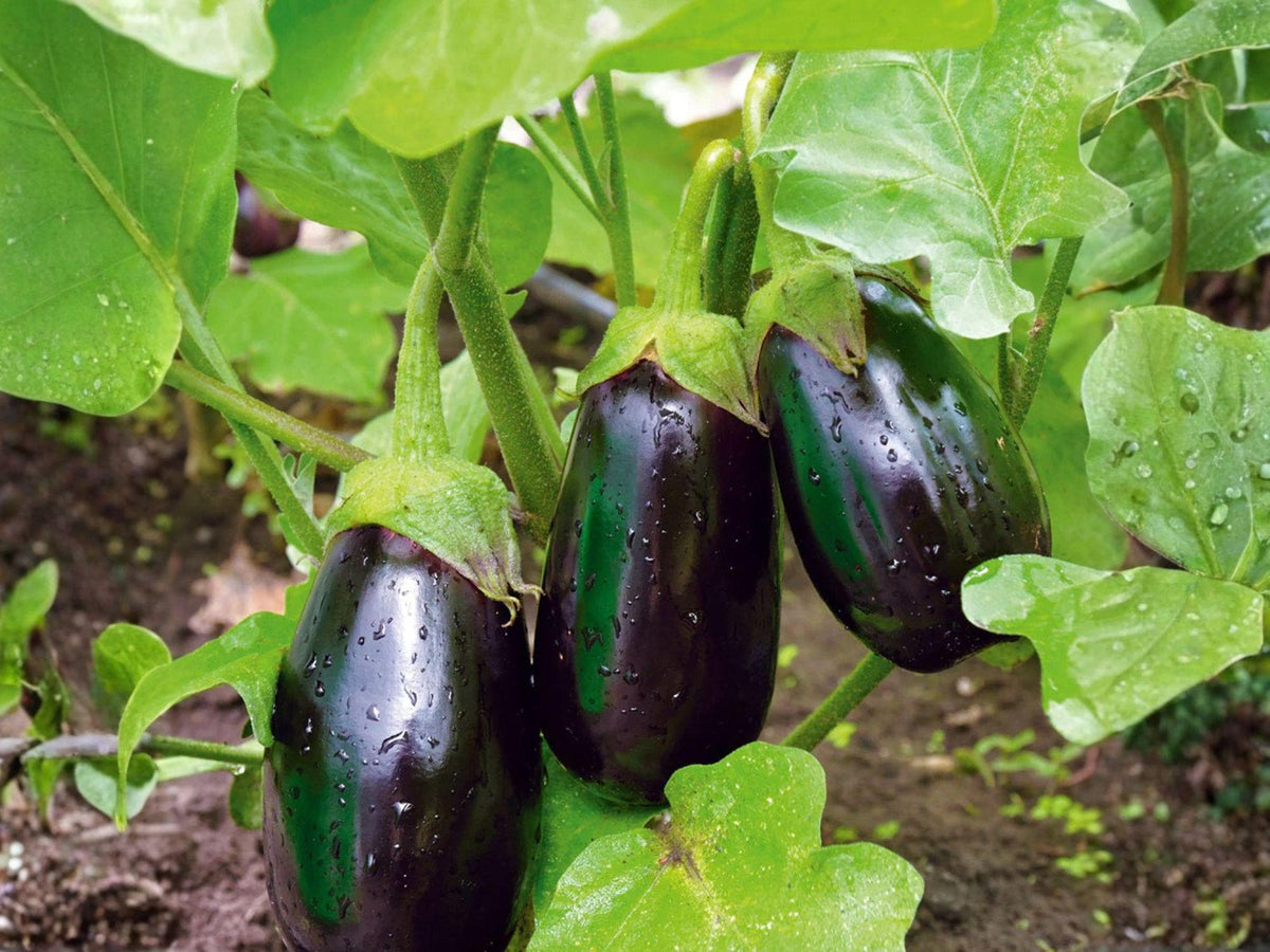 Black Beauty Eggplant Seeds, Vegetable Garden Plant, Deep Purple Fruit, Annual, 100 Seeds