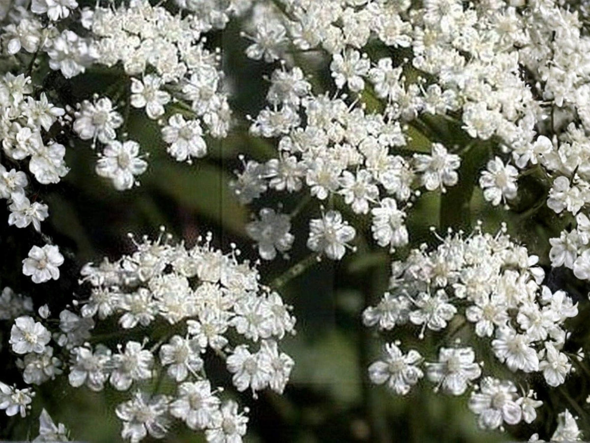 Anise Herb Seeds - Aromatic Licorice Flavor, Culinary & Medicinal Herb, 100 Seeds, Anise (Pimpinella anisum)