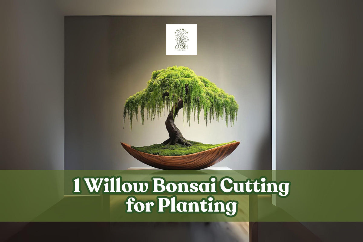 Willow Bonsai Cutting - Unrooted Salix spp. Ornamental Tree for Propagation and Bonsai Projects
