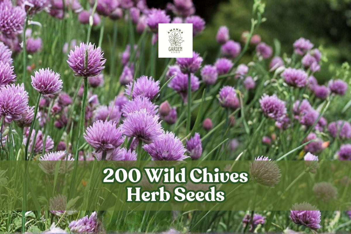 200 Wild Chives Herb Seeds for Planting - Allium schoenoprasum, Perennial, Clumping Green Leaves, Easy to Grow Herb Seed Pack