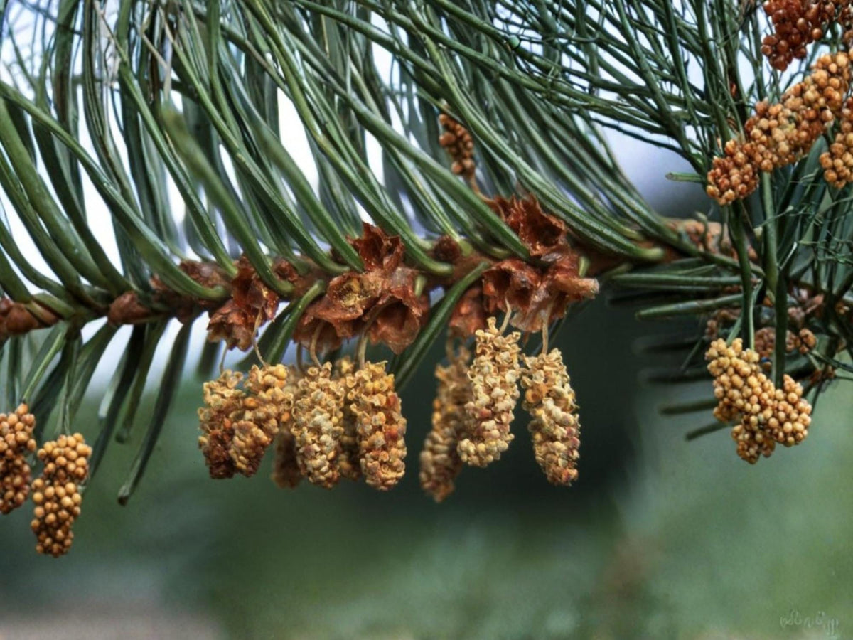 European Silver Fir Seeds – Abies alba – Evergreen Conifer Tree for Reforestation & Landscaping – 10 Seeds
