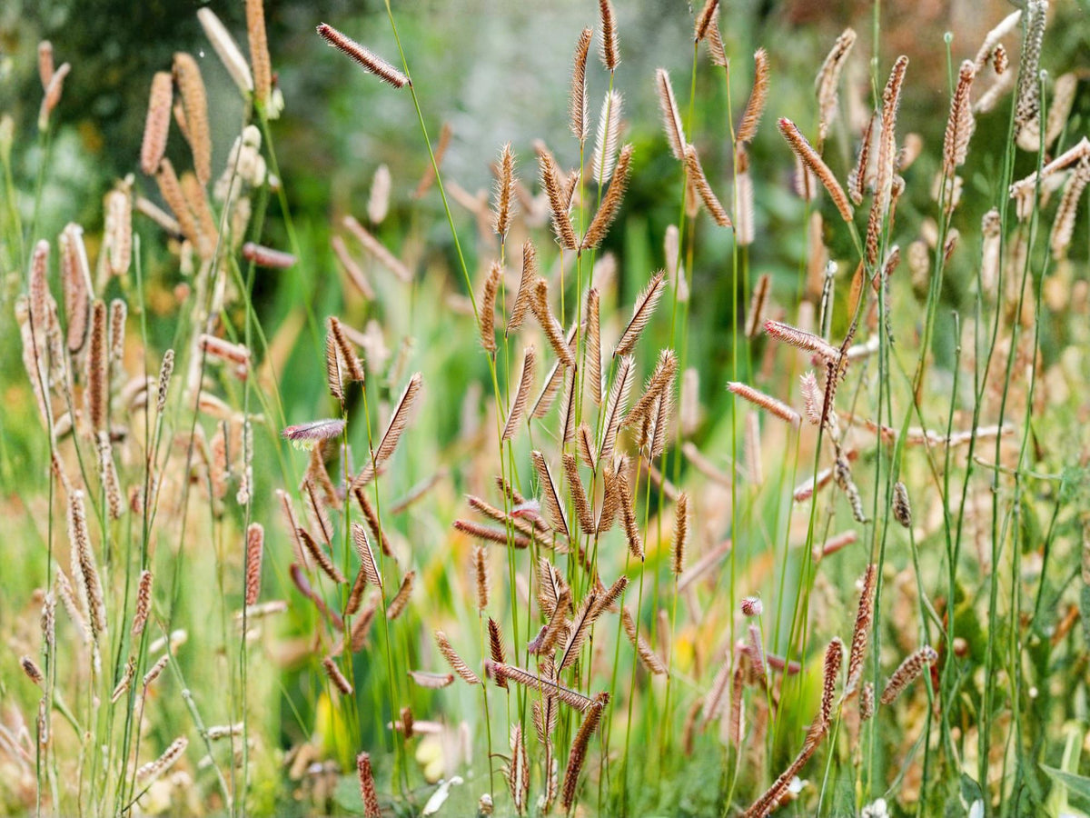 Blue Grama Grass Seeds – Native Prairie, Drought Tolerant, Low-Maintenance, Bouteloua gracilis, 100 Seeds