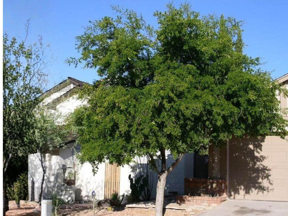 Texas Ebony Seeds – Pithecellobium flexicaule Native Desert Evergreen Tree – 10 Seeds for Drought Tolerant Landscaping