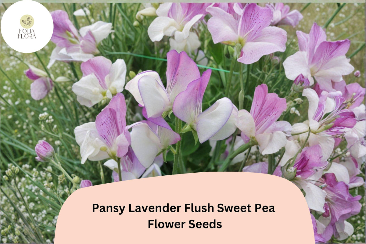 Pansy Lavender Flush Semi-Dwarf Sweet Pea Seeds | Lavender Climbing Vine for Garden & Trellis | Lathyrus odoratus