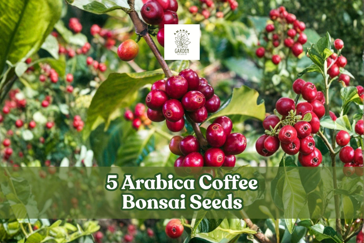 Arabica Coffee Bonsai Seeds – Ornamental Evergreen Planting Seeds for Bonsai, Container, Indoor Gardening – Coffea arabica