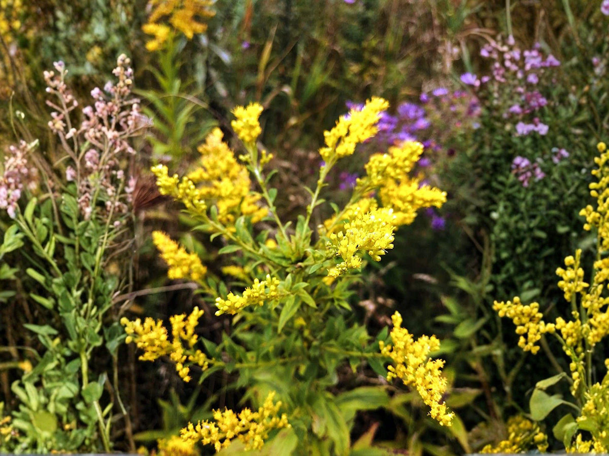 Solidago nemoralis Seeds – Old Field Goldenrod Flower – Native Pollinator Plant – Prairie Wildflower – 100 Seeds