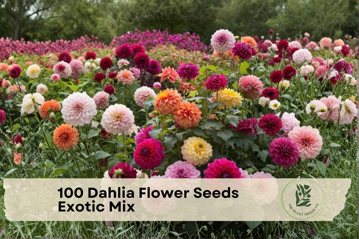 100 Dahlia Flower Seeds - Exotic Mix, Colorful Garden Blooms, Dahlia pinnata, Annual Flower Seeds for Garden Beds & Cut Flowers