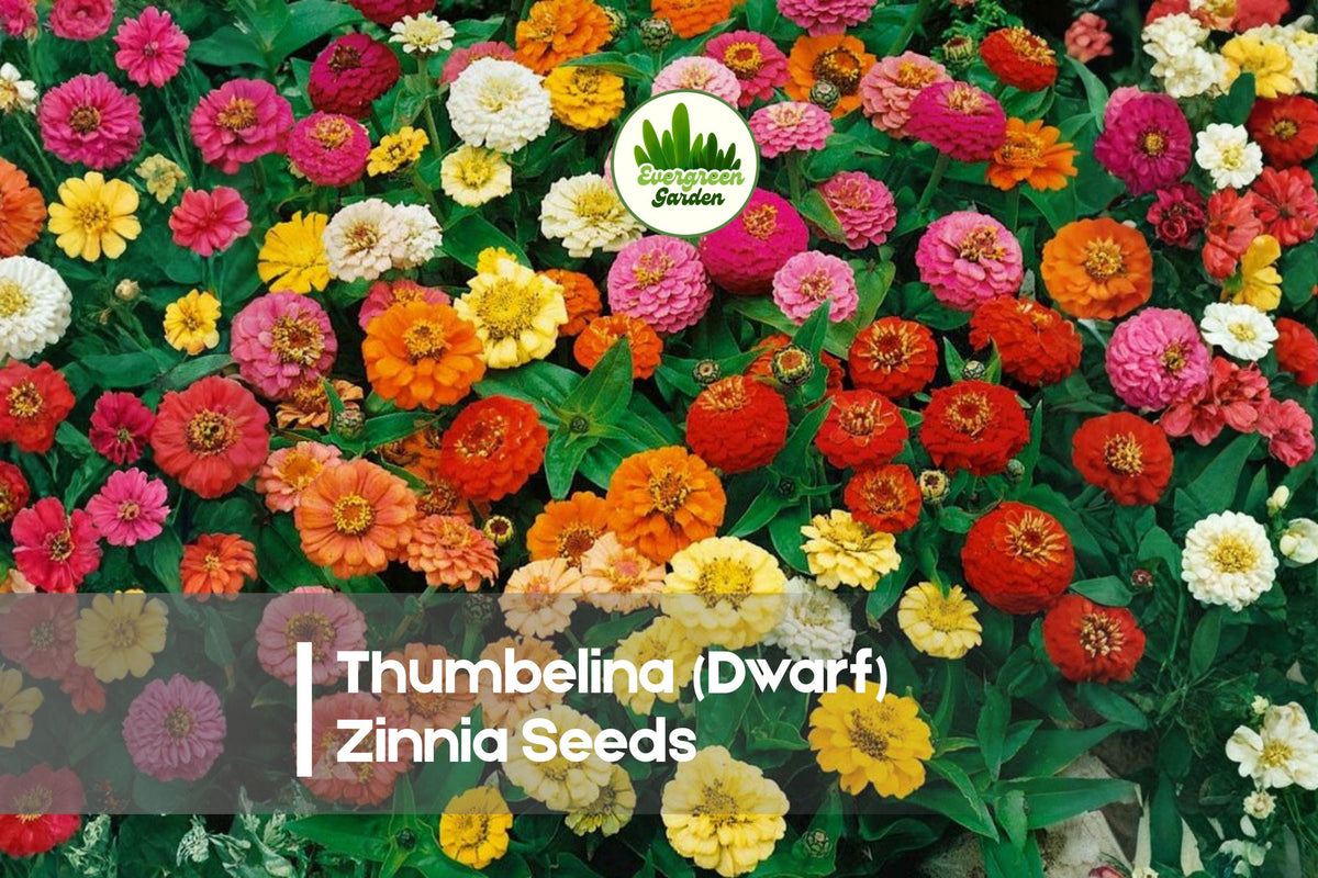100+ Thumbelina Dwarf Zinnia Seeds - Compact, Bright Mixed Colors, Zinnia elegans, Perfect for Containers & Borders