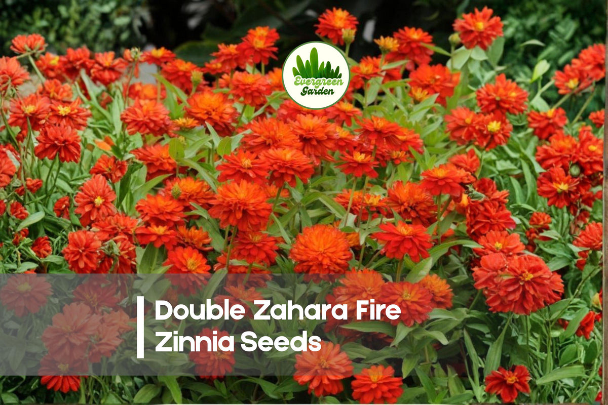 Double Zahara Fire Zinnia Seeds – Red-Orange, Compact, Heat-Tolerant, Pollinator-Friendly, Zinnia marylandica, Flowering Annual