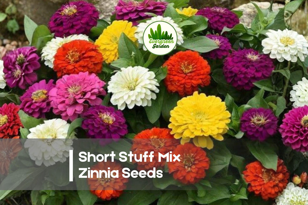 100+ Short Stuff Mix Zinnia Seeds - Dwarf Zinnia elegans for Borders, Containers, and Pollinator Gardens