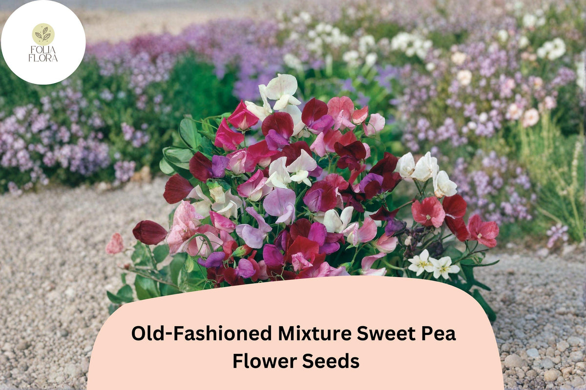 Old-Fashioned Mixture Sweet Pea Seeds | Fragrant Climbing Flowers for Garden Trellis | Lathyrus odoratus