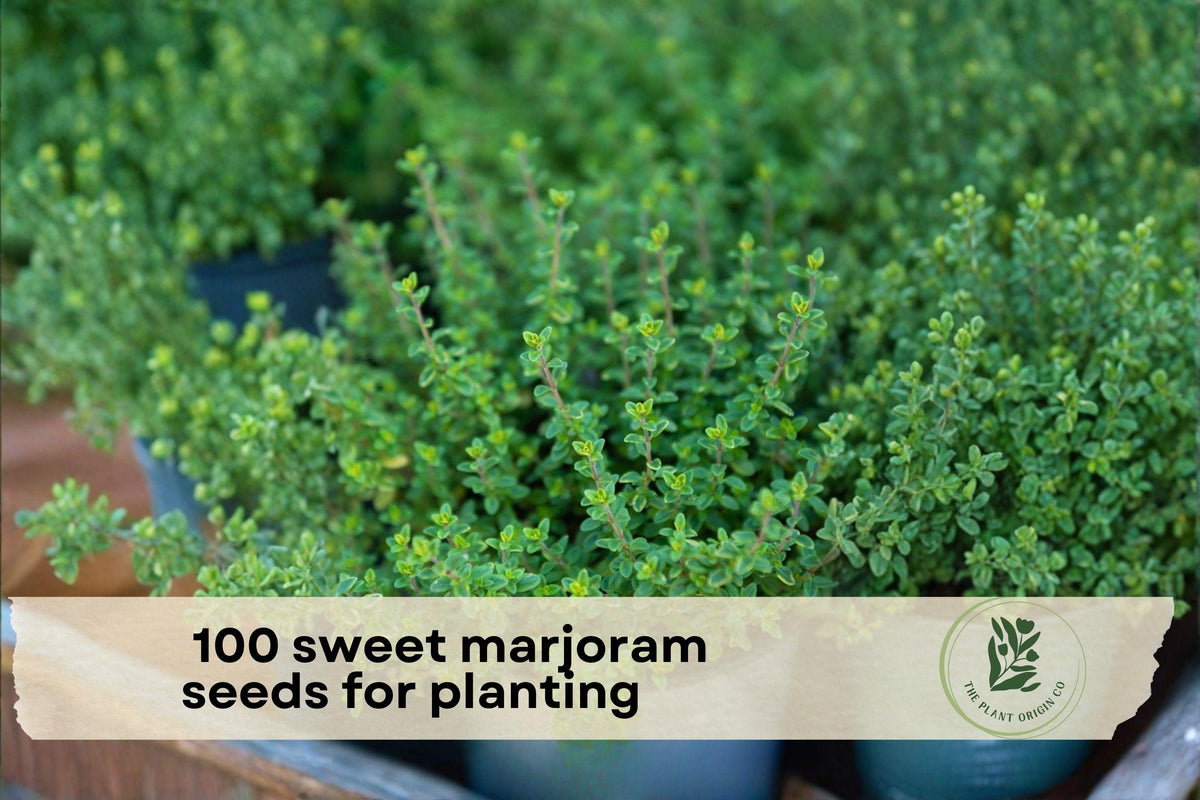 100 Sweet Marjoram Seeds for Planting - Aromatic Perennial Herb (Origanum majorana) for Herb Gardens & Containers