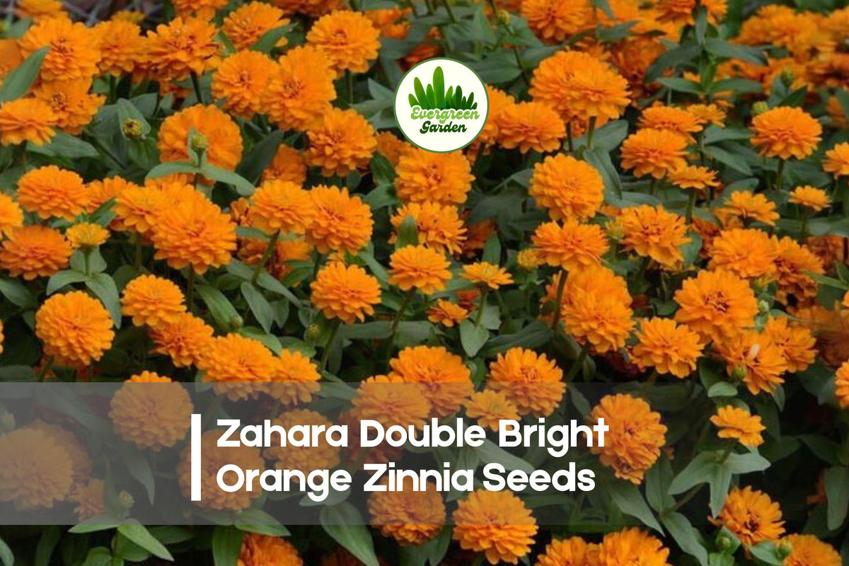 100+ Zahara Double Bright Orange Zinnia Seeds – Vibrant Orange Flowering Annual, Zinnia marylandica, Compact, Heat-Tolerant