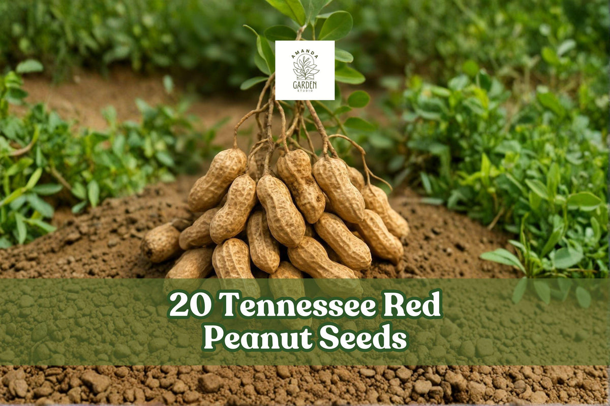 20 Tennessee Red Peanut Seeds for Planting, Arachis hypogaea, Garden Variety, Full Sun, Outdoor Planting
