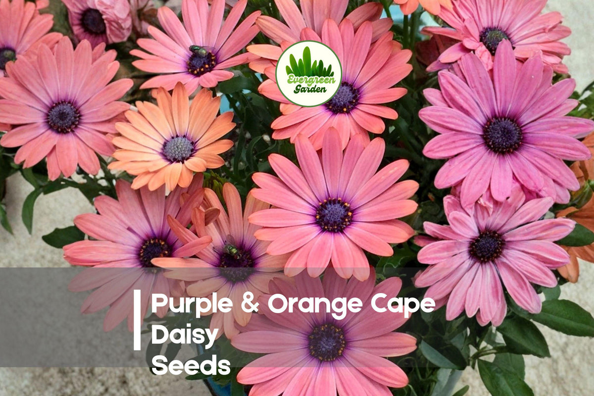 200+ Purple & Orange Cape Daisy Seeds | Osteospermum ecklonis Flowering Annual for Borders & Containers
