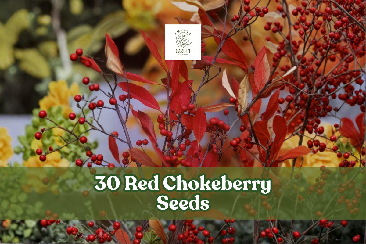 30 Red Chokeberry Seeds for Ornamental Shrub Aronia arbutifolia for Landscape and Garden Planting