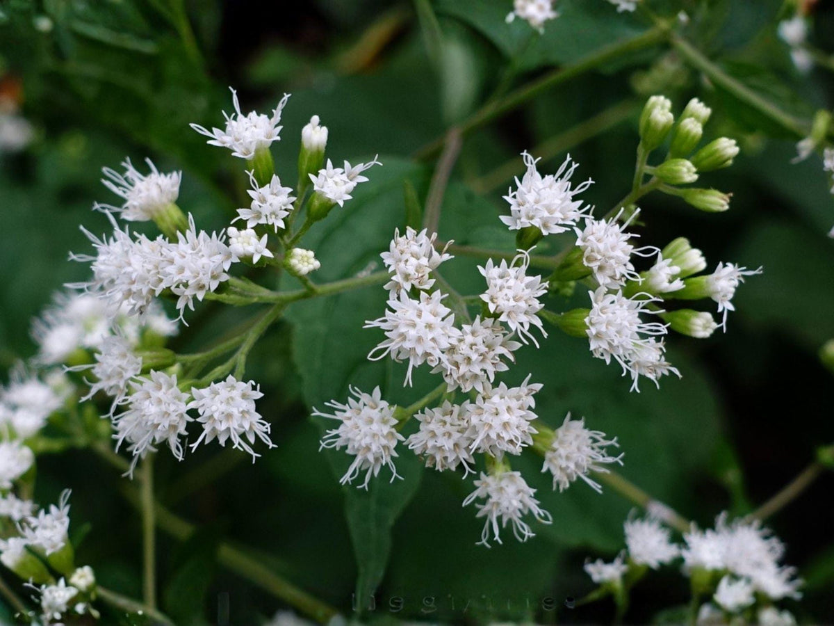 White Snakeroot Seeds – Ageratina altissima Native Shade Wildflower for Woodland Gardens & Pollinator Habitat