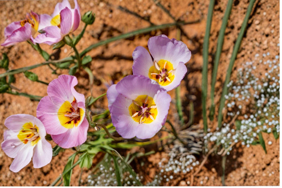 Winding Mariposa Lily Seeds - Native Desert Wildflower - Calochortus flexuosus - Drought Tolerant, Pollinator-Friendly, Rock Garden Plant