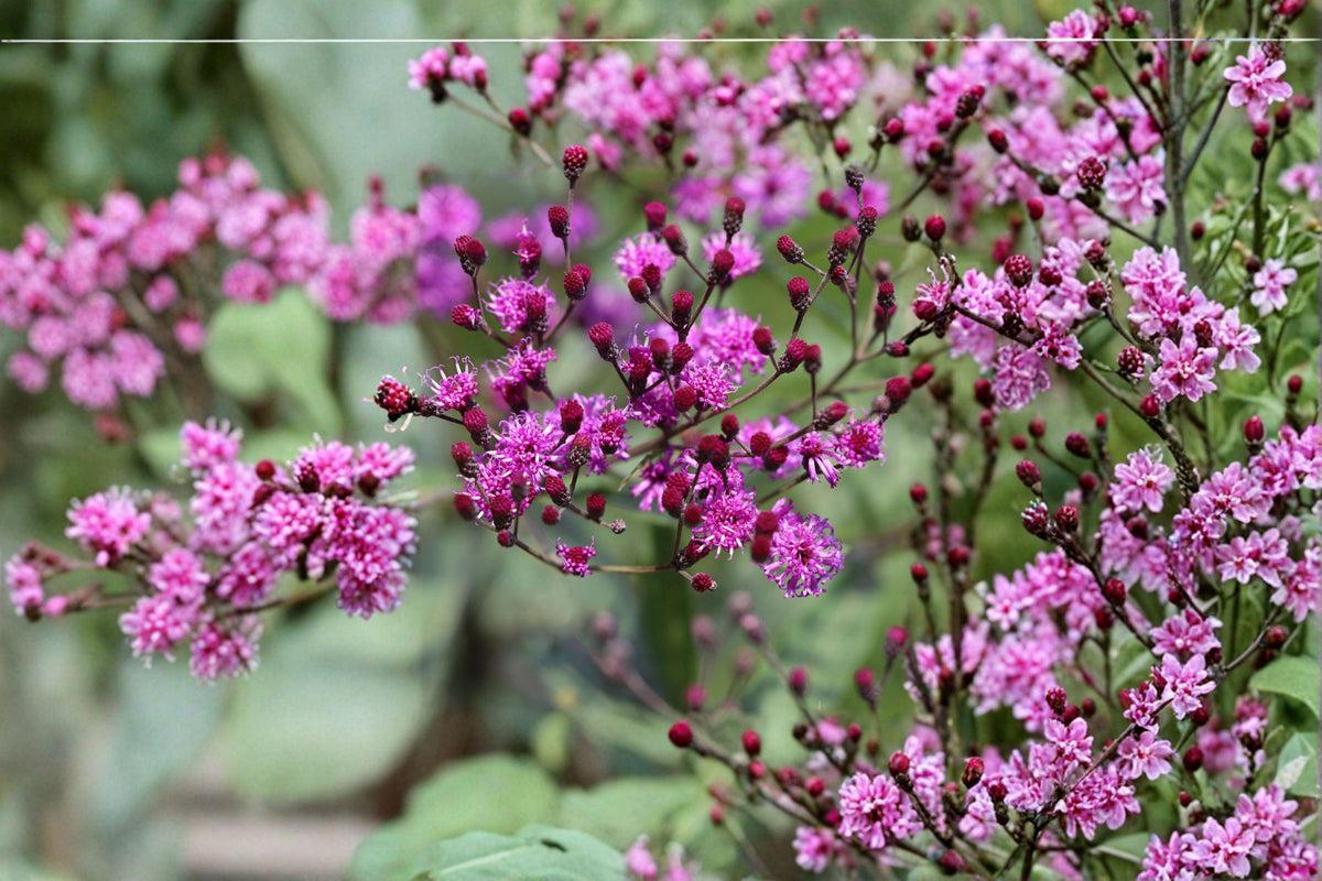 Tall Ironweed Seeds - Vernonia angustifolia Native Purple Wildflower for Prairie Gardens and Pollinator Habitats