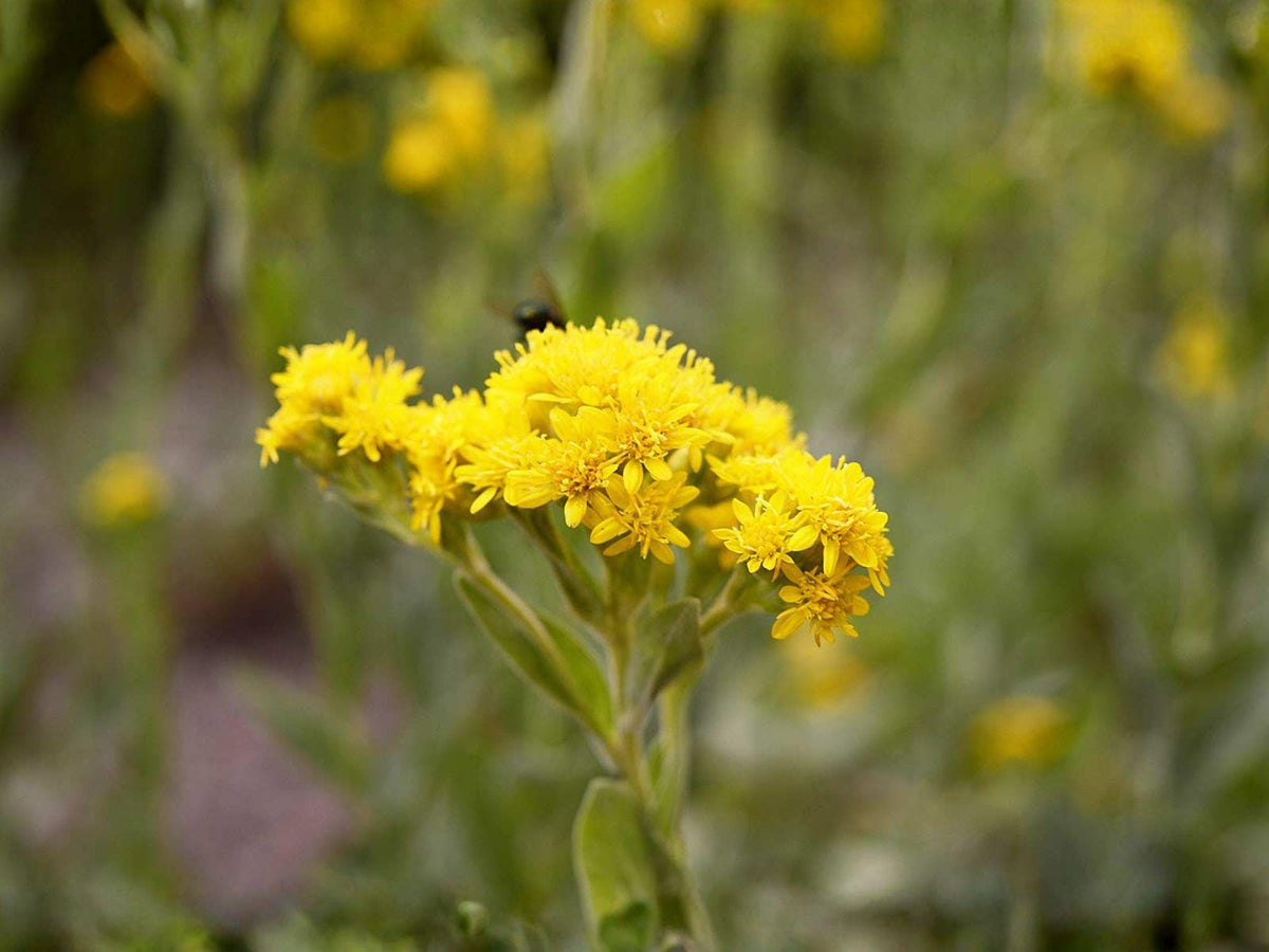 Stiff Goldenrod Seeds 100 Pack Native Wildflower Pollinator Friendly Solidago rigida