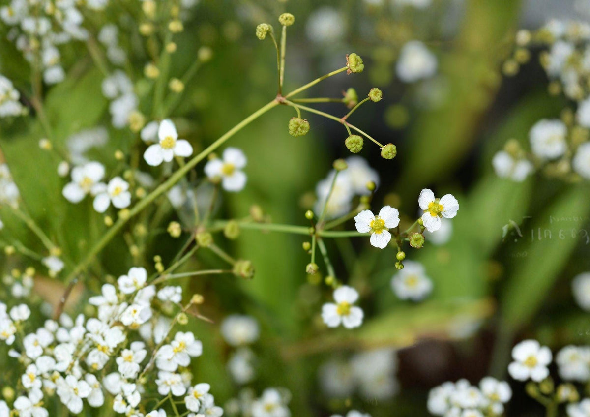Large Flowered Water Plantain Seeds – Native Aquatic Perennial, Pollinator-Friendly, 300 Seeds, Alisma triviale for Ponds, Marshes & Rain Gardens