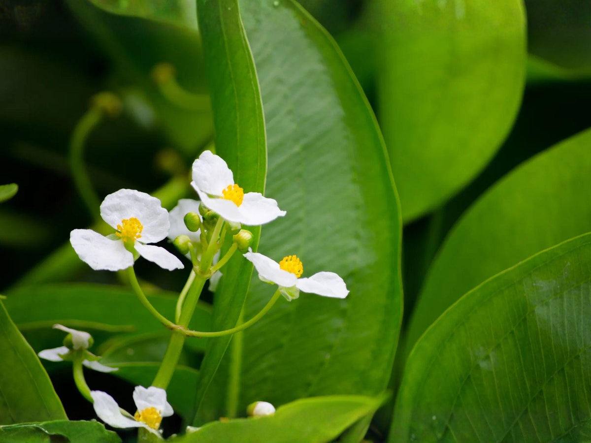 100 Common Arrowhead Seeds – Native Aquatic Wetland Plant – Sagittaria latifolia for Ponds, Rain Gardens, Wetlands