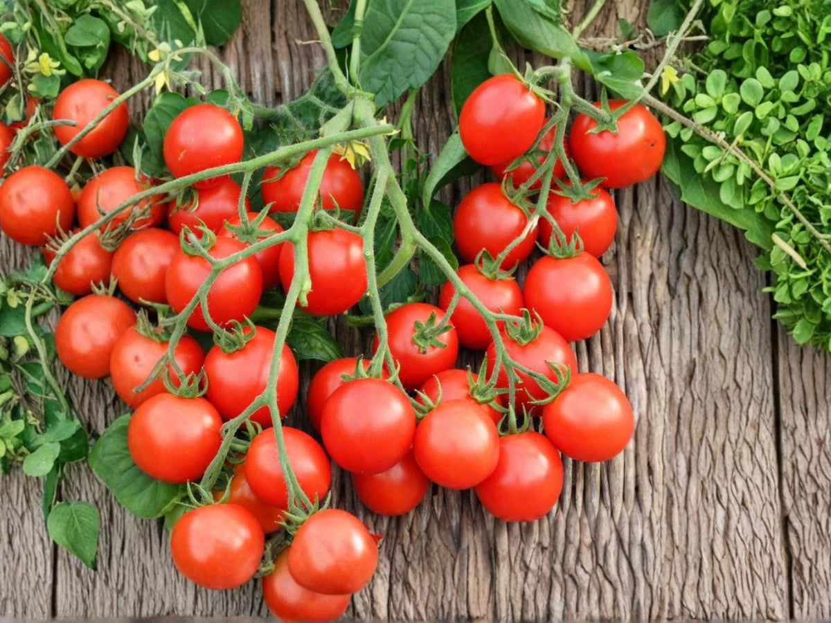 Red Cherry Tomato Seeds, Heirloom, Sweet, Indeterminate, 30 Seeds