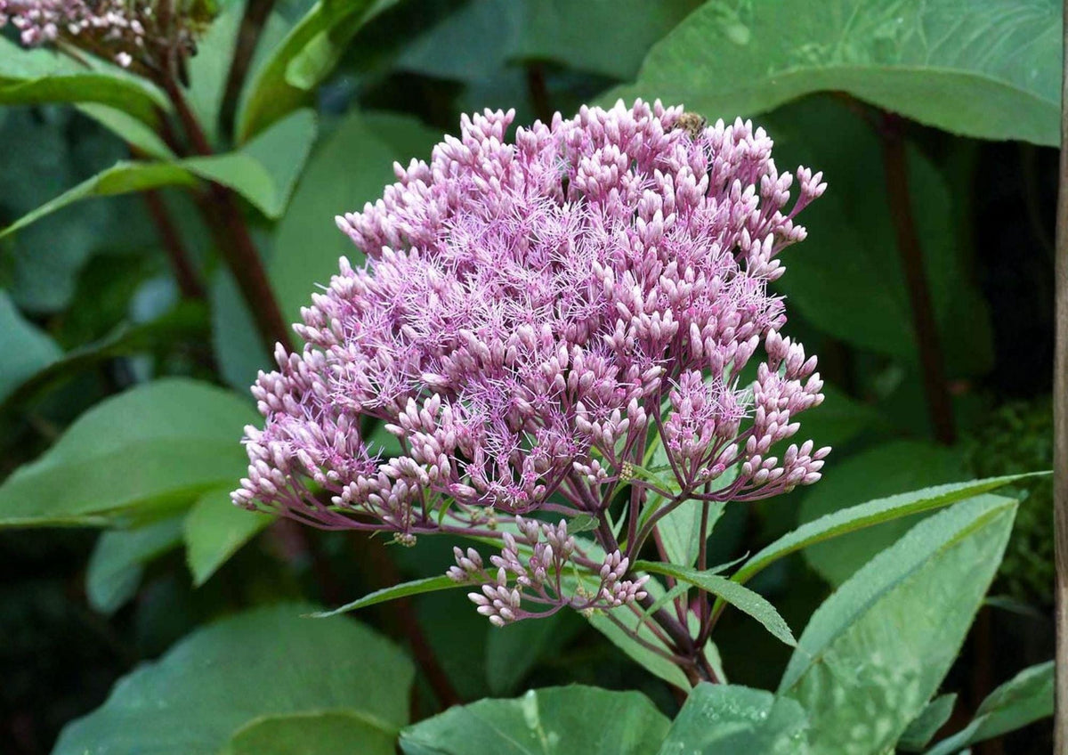Eutrochium fistulosum Hollow Joe Pye Weed Seeds – Pink Purple Wildflower, Pollinator-Friendly Wetland Perennial, Native Butterfly Magnet