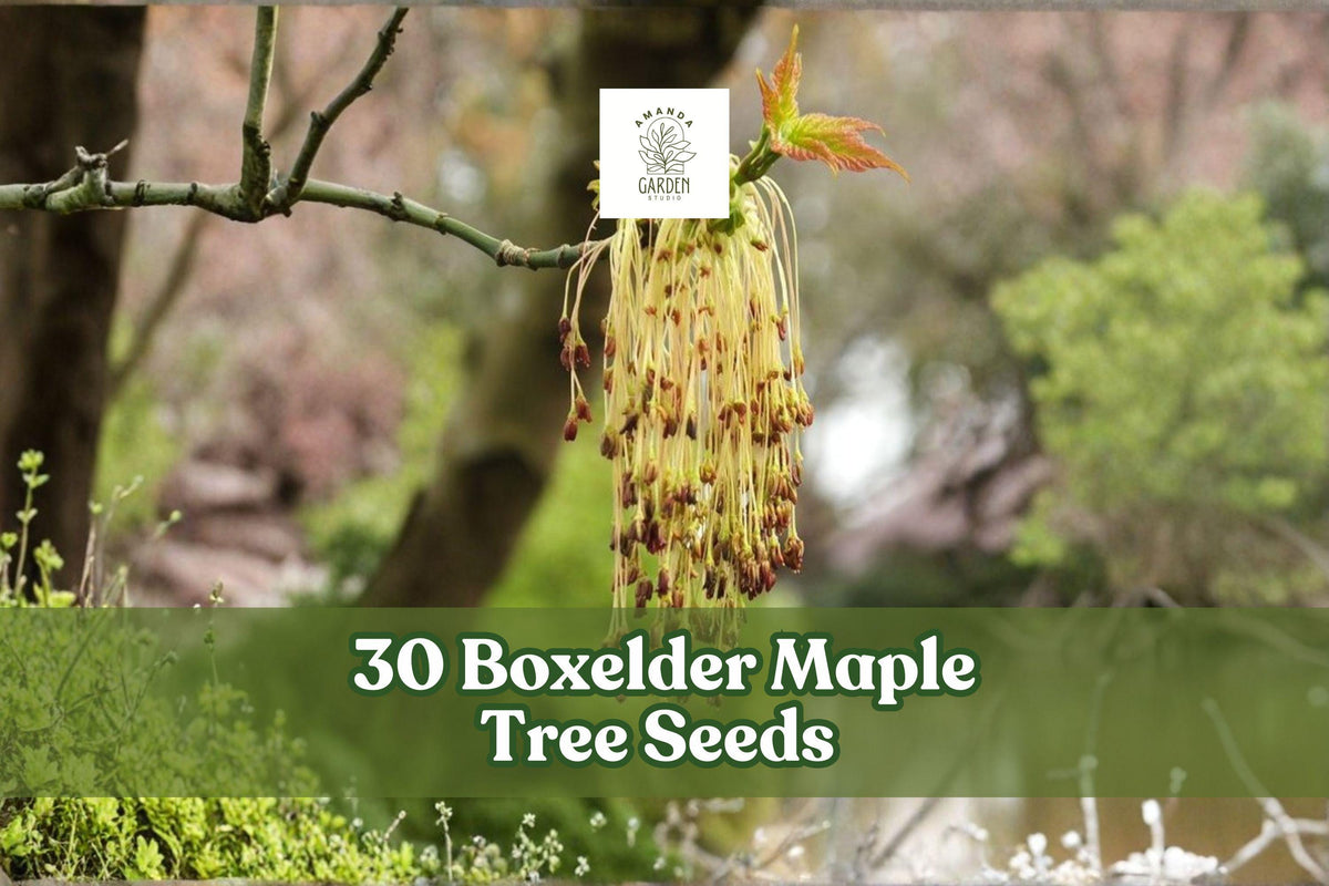 Boxelder Maple Tree Seeds, Acer negundo, Fast-Growing Deciduous Landscape Tree for Planting