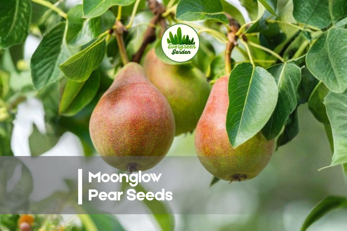 Moonglow Pear Seeds, Yellow Fruit, Edible Garden, Pyrus communis, Fruit Tree, Home Orchard, Fresh Pears